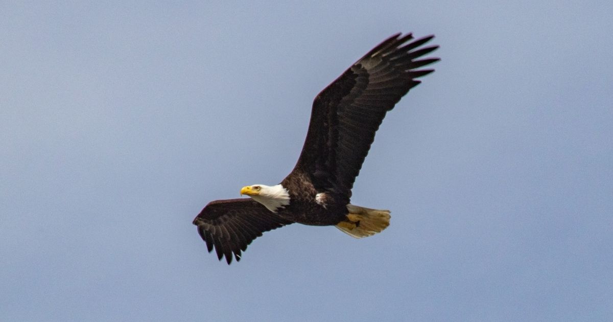 Photo by CindyD A bald eagle in mid-flight, wings wide against a clear blue sky—symbol of freedom, choice, and courage.