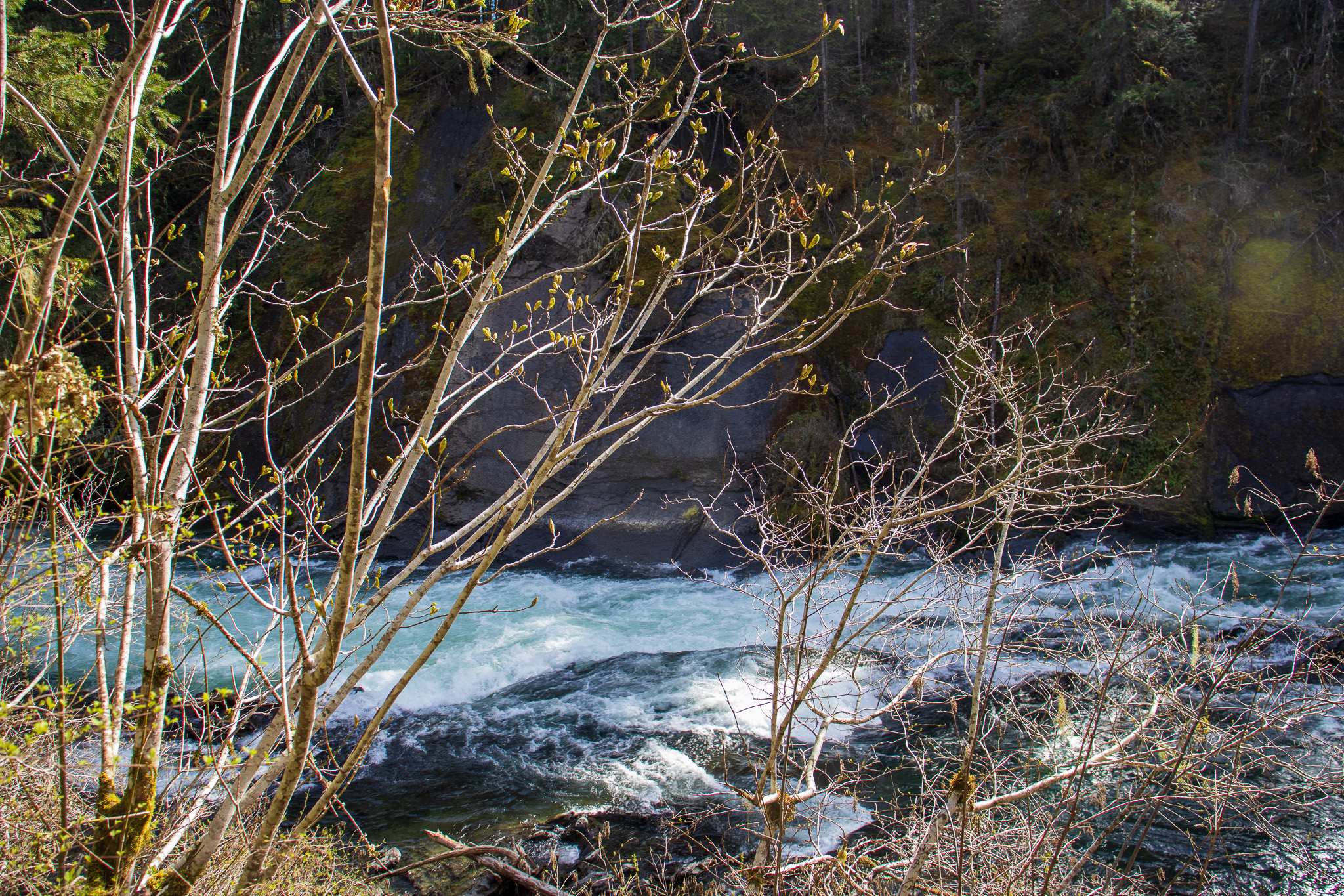 A swift flowing river through the spring forest.